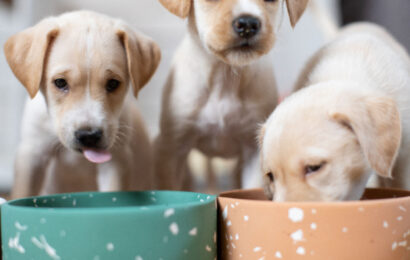 feed-dog feed-dog
